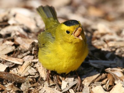 Wilsonw Warbler - Cardellina pusilla