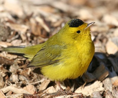 Wilsonw Warbler - Cardellina pusilla