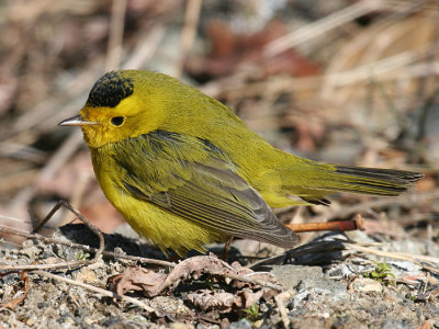 Wilsonw Warbler - Cardellina pusilla