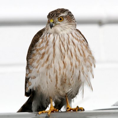 Sharp-shinned Hawk - Accipiter striatus