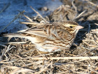 Ipswich Savannah Sparrow - Passerculus sandwichensis princeps
