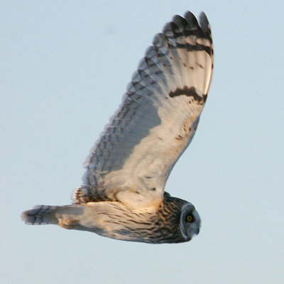 Short-eared Owl - Asio flammeus