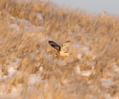 Short-eared Owl - Asio flammeus