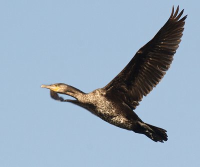 Great Cormorant - Phalacrocorax carbo (immature)