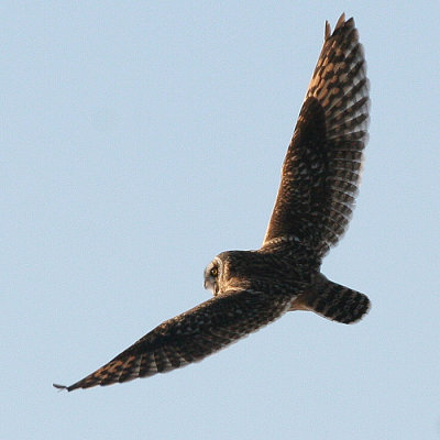 Short-eared Owl - Asio flammeus