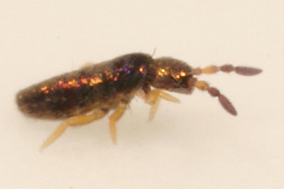 Lepidocyrtus cyaneus