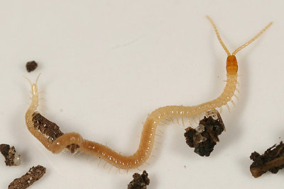 Soil Centipede - Geophilus flavus