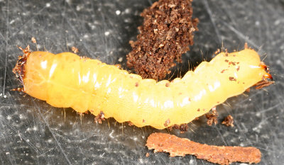 Synchroa punctata (larva)
