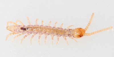 baby Stone Centipede - Lithobiomorpha