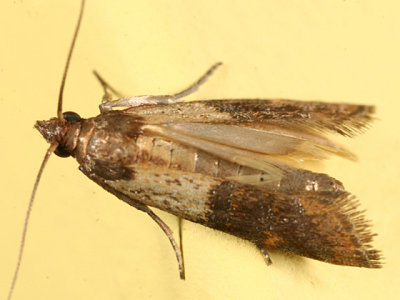 6019 - Inidian Meal Moth - Plodia interpunctella