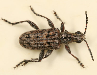 Ribbed Pine Borer - Rhagium inquisitor