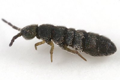 Vertagopus arboreus