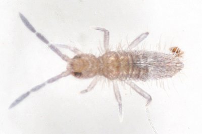 Entomobrya sinelloides (immature)