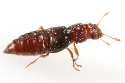 Rove Beetles Subfamily Euaesthetinae