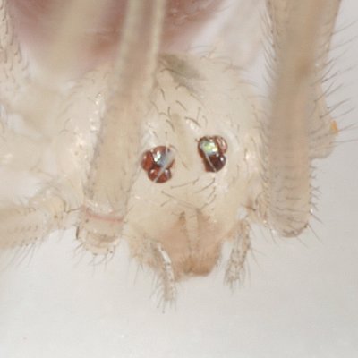 Spermophora senoculata