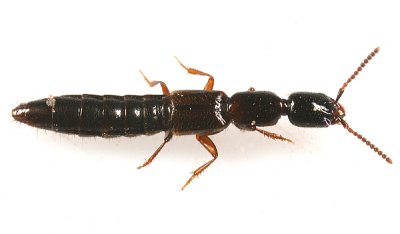 Neohypnus obscurus