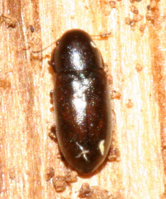 Orthocis punctatus