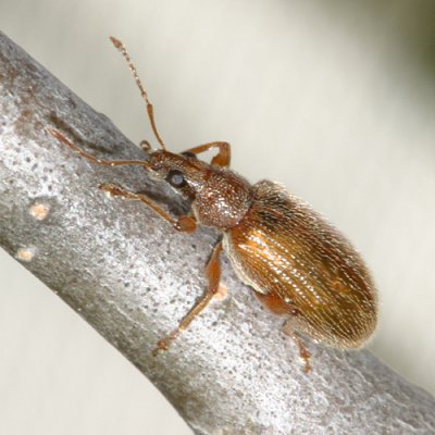 immature European Snout Beetle - Phyllobius oblongus