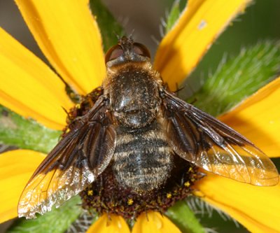 Paravilla separata