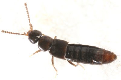 Amischa sp.