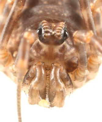 Odiellus sp.