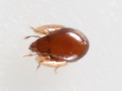 Galumnidae