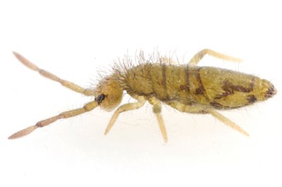 Entomobrya nivalis