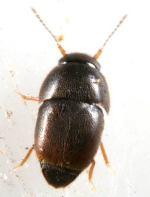 Featherwinged Beetles - Ptiliidae