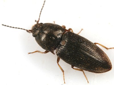 Hypnoidus abbreviatus