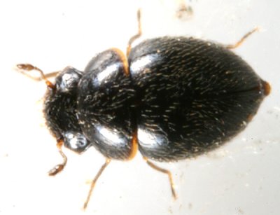 Minute Beetles - Clambidae