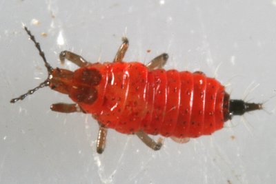 Phlaeothripidae