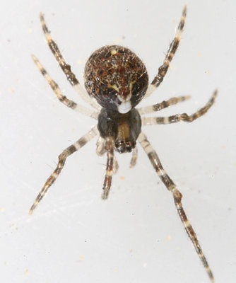 Yunohamella lyrica