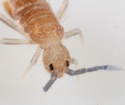 Entomobrya griseoolivata (pale form)