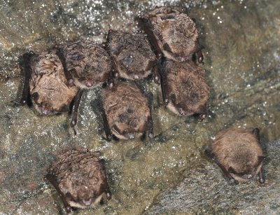 Little Brown Bat - Myotis lucifugus