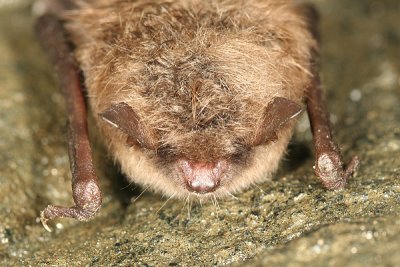 Tricolored Bat - Perimyotis subflavus