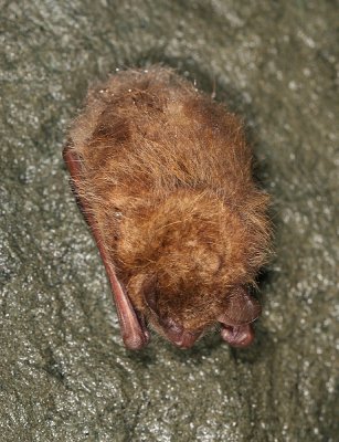 Eastern Pipistrelle Bat - Pipistrellus subflavus