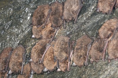 Little Brown Bat - Myotis lucifugus