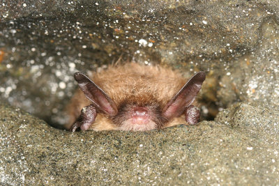 Northern Long-eared Bat - Myotis septentrionalis
