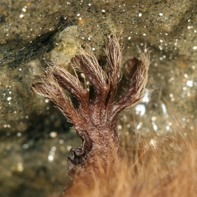 Eastern Pipistrelle Bat - Pipistrellus subflavus (foot)