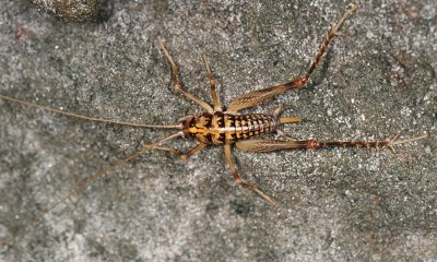 Ceuthophilus sp. (female)