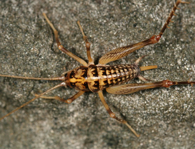 Ceuthophilus sp. (female)