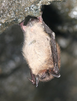 Little Brown Bat - Myotis lucifugus