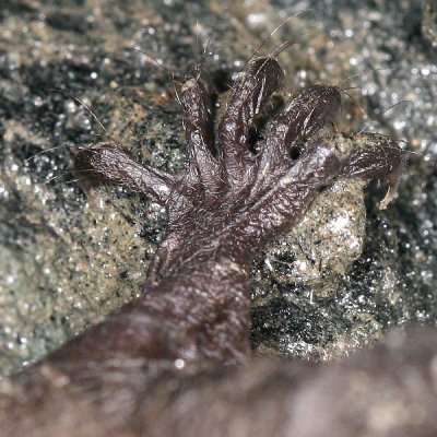Little Brown Bat - Myotis lucifugus (foot)