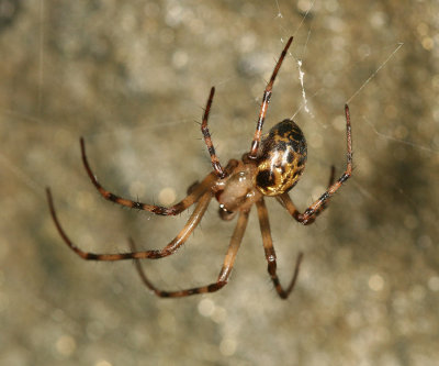 Cave Orb Weaver - Meta ovalis