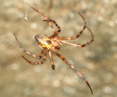 Cave Orb Weaver - Meta ovalis