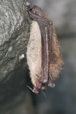 Little Brown Bat - Myotis lucifugus