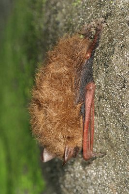 Eastern Pipistrelle Bat - Pipistrellus subflavus