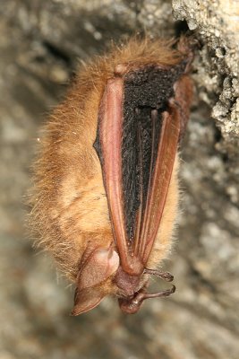 Eastern Pipistrelle Bat - Pipistrellus subflavus