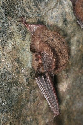 Little Brown Bat - Myotis lucifugus