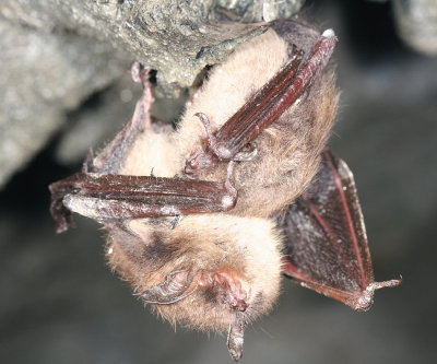 Little Brown Bat - Myotis lucifugus